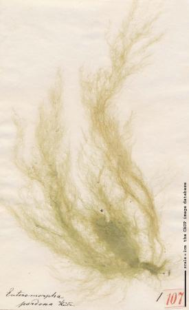 Ulva flexuosa.jpg